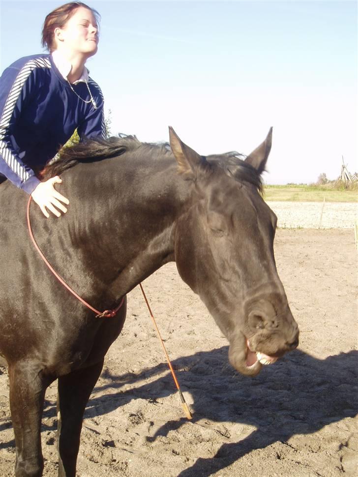 Dansk Varmblod Renel billede 11