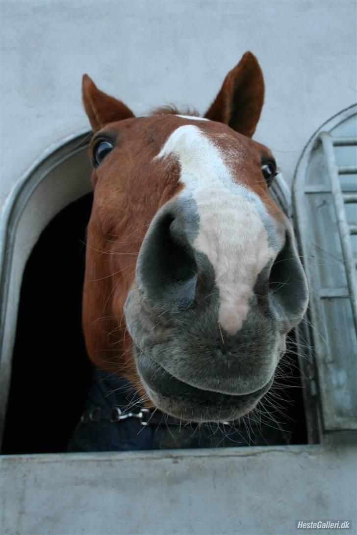 Mecklenburger Godus 2(R.I.P.- 26/8-09)† - Et farvel-kys fra Godus evt. ?  :) (foto: lone p.) billede 20