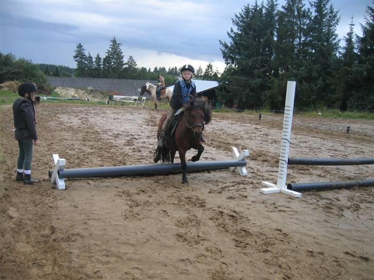 Shetlænder Sille - et  lille spring med emma (emma og signe rider på sille) billede 8