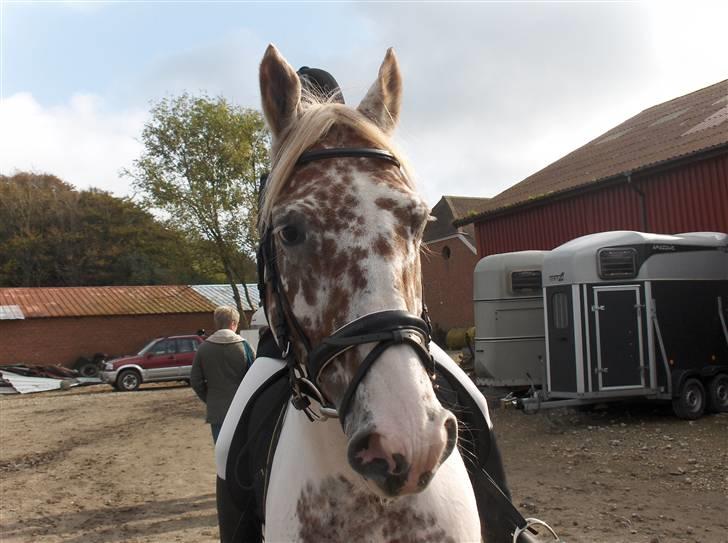 Appaloosa Dutch billede 4