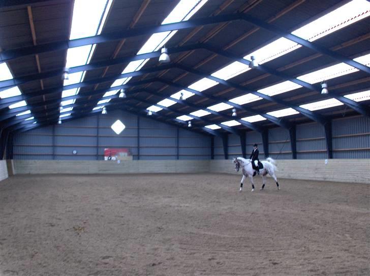 Appaloosa Dutch billede 5