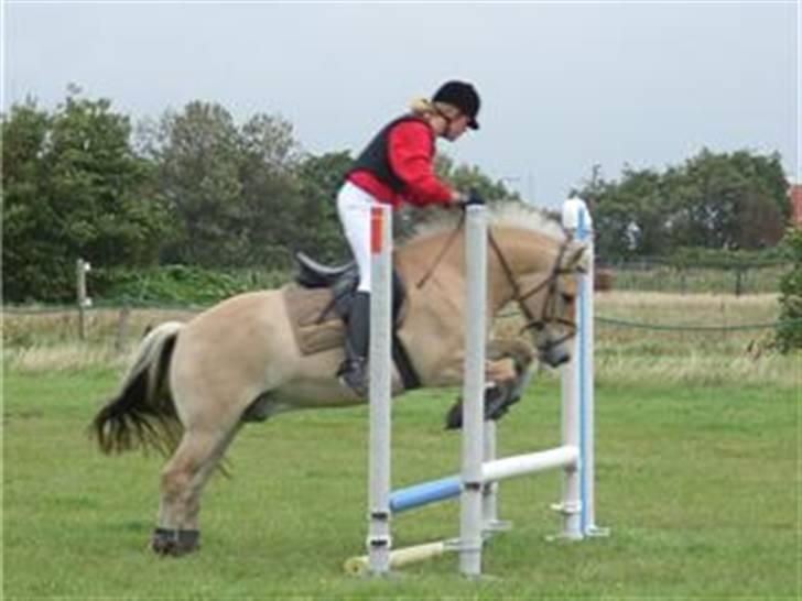 Fjordhest Haldans Jakob - Stævne FANØ 2007 billede 1