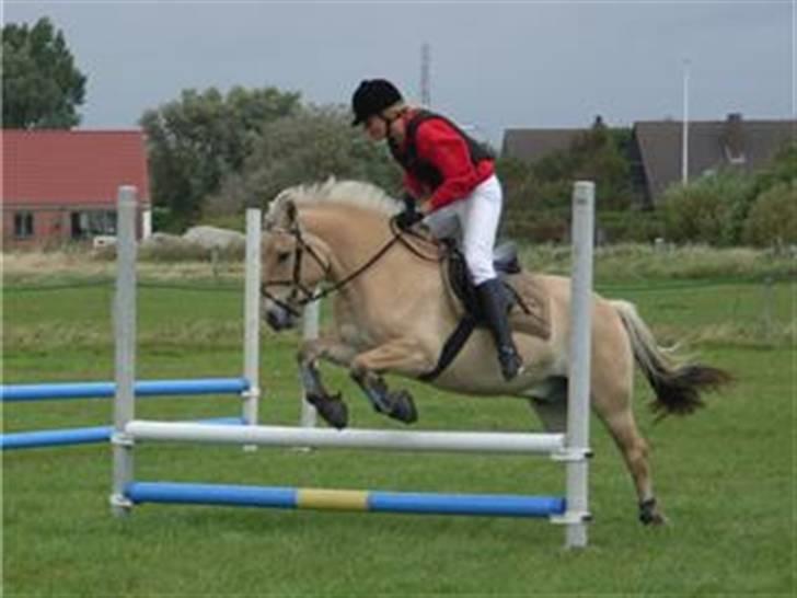 Fjordhest Haldans Jakob - Stævne FANØ 2007 billede 2