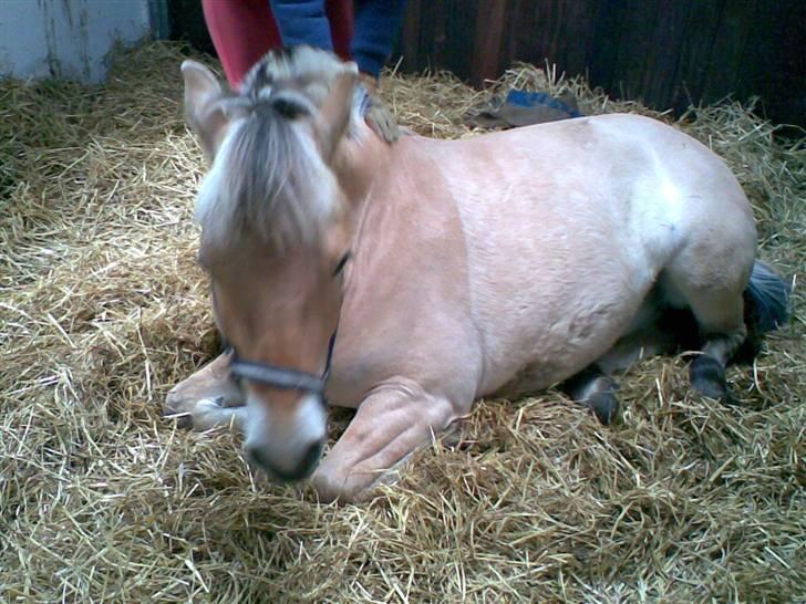 Fjordhest Haldans Jakob - Sov Godt Jakob billede 3