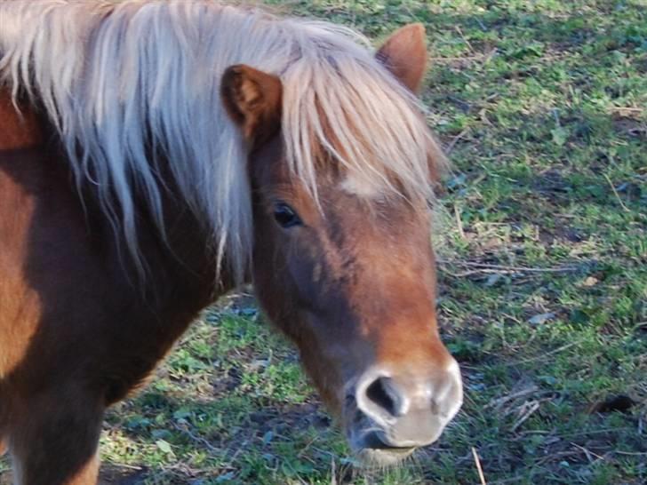Shetlænder Alikka (Bertha) R.I.P. billede 18