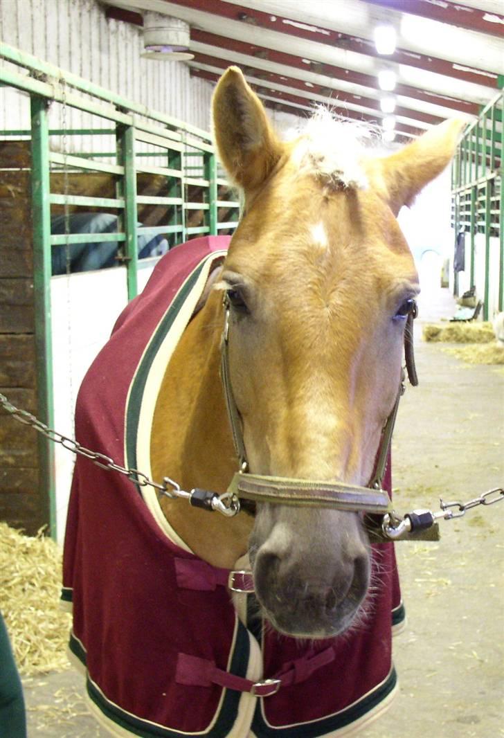 Haflinger Vild Nick / Charlie (solgt) - her er han så min smukke pony vild nick<´3 billede 13