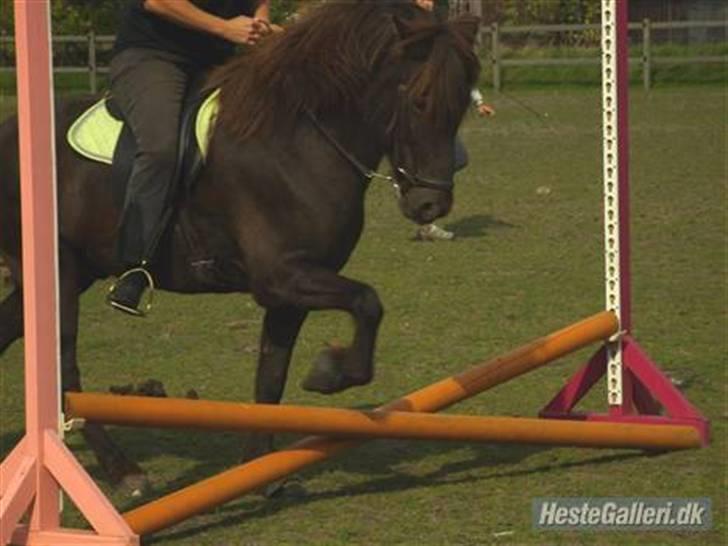 Islænder Fakur billede 15