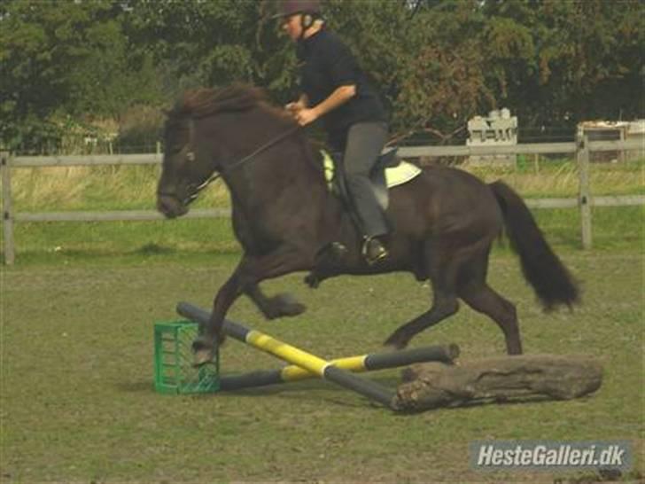 Islænder Fakur billede 16