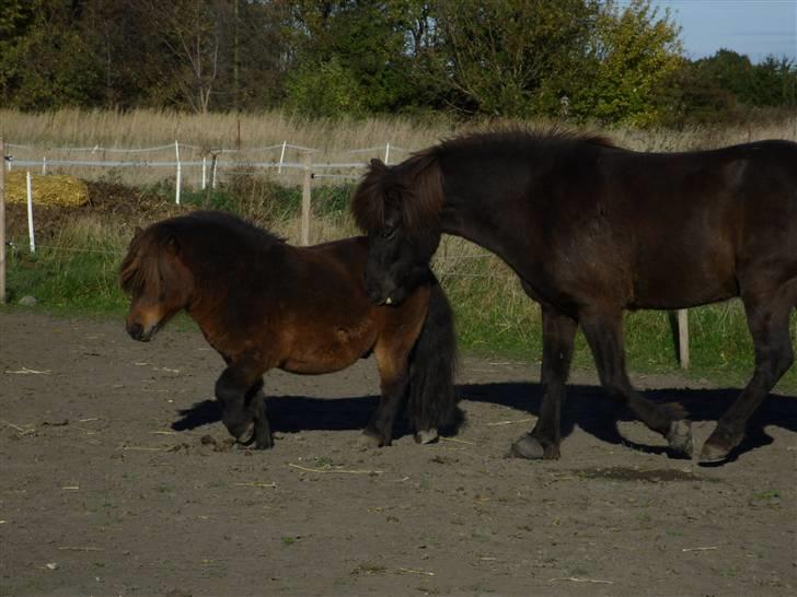 Islænder Fakur billede 17