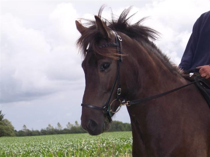 Islænder Fakur - Fakur som plag billede 18