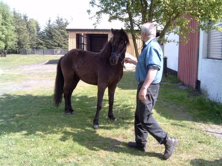 Islænder Fakur - Smuk plag billede 20