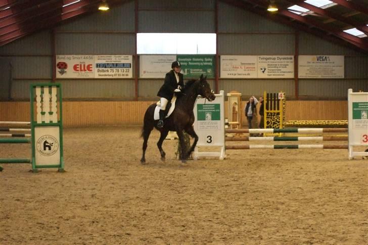 Fuldblod (XX) Jackie Windswept xx SOLGT - HYOR 09.03.08 billede 2