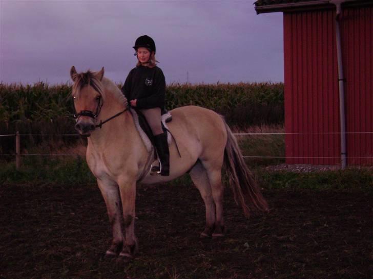 Fjordhest Rasmus    ¤død¤ - her rider jeg på rasmus billede 2