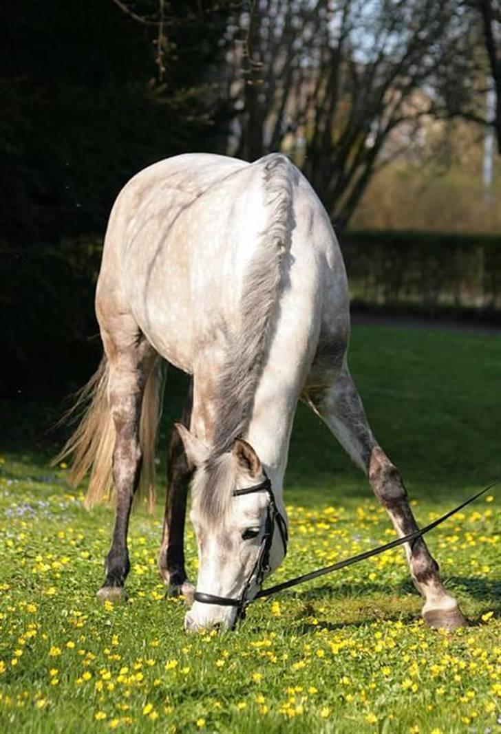 Anden særlig race Tamara *UDLÅNT* - En Forårs dag i haven ... billede 18