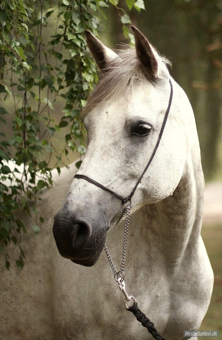 Anden særlig race Tamara *UDLÅNT* - Tamara Juli 2010 billede 19