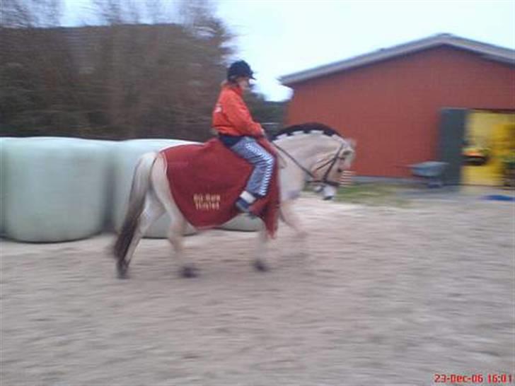 Fjordhest Haldans Jakob - En af de første gange uden Longe på.. billede 4