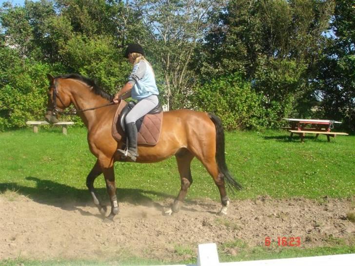 Dansk Varmblod Rozai Soneca <3 R:I:P <3 billede 1