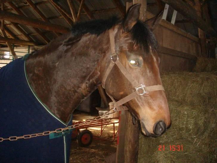 Dansk Varmblod Rozai Soneca <3 R:I:P <3 billede 2