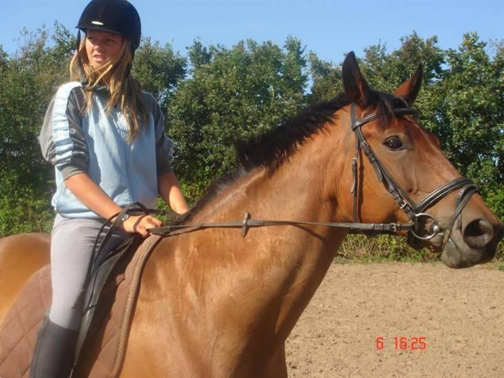 Dansk Varmblod Rozai Soneca <3 R:I:P <3 billede 3