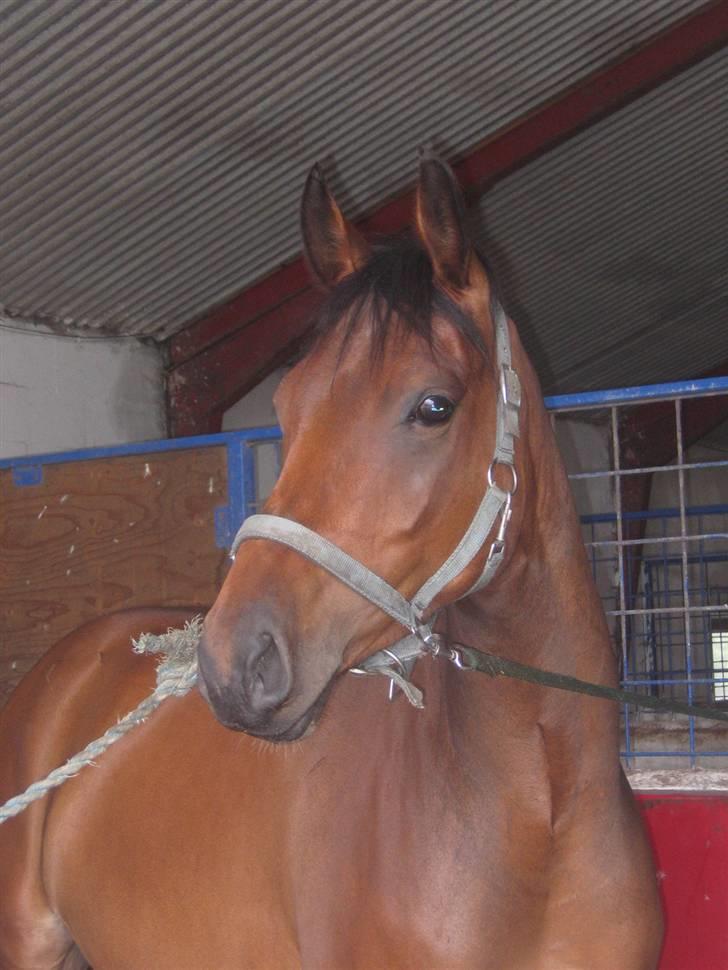 Pinto Krastrup's Impulz - Smukke, smukke dreng. | Impulz 4 år | Juni 2008 billede 14