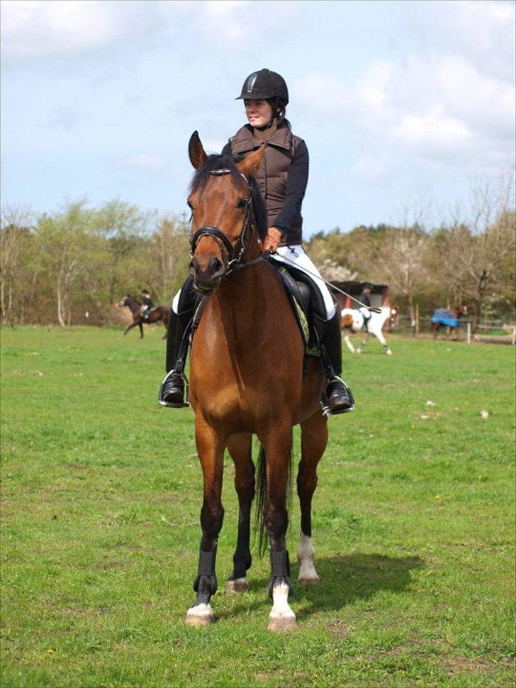 Pinto Krastrup's Impulz - Første springstævne - Gennemført | Impulz 6 år | Maj 2010 | Foto: Trine Poulsen billede 16