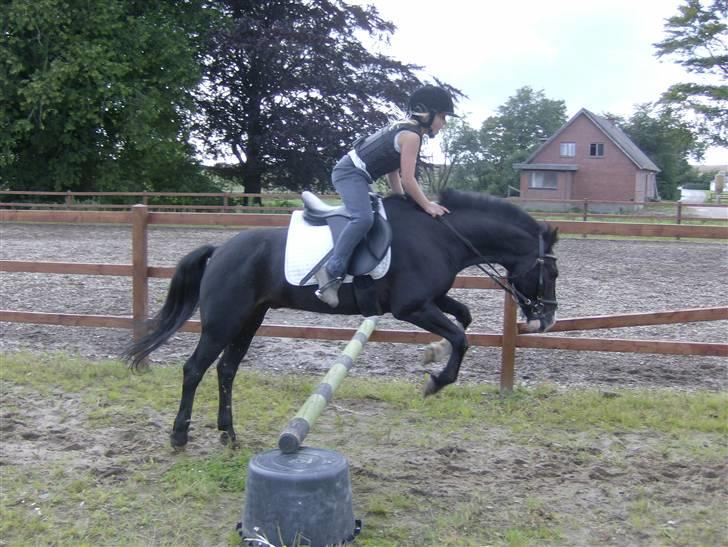 DSP sherrydan solgt :( - kan god være du ikke var den den  bedste spring hest men var ligeglad!:´(  billede 4