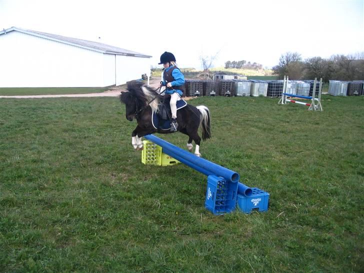Shetlænder Ferrari  - D. 20 april.  billede 9