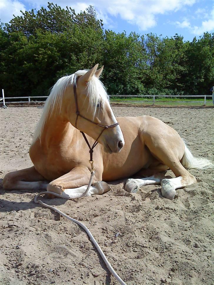 Palomino Lysgaards Dior - Himmelhest <3 billede 2