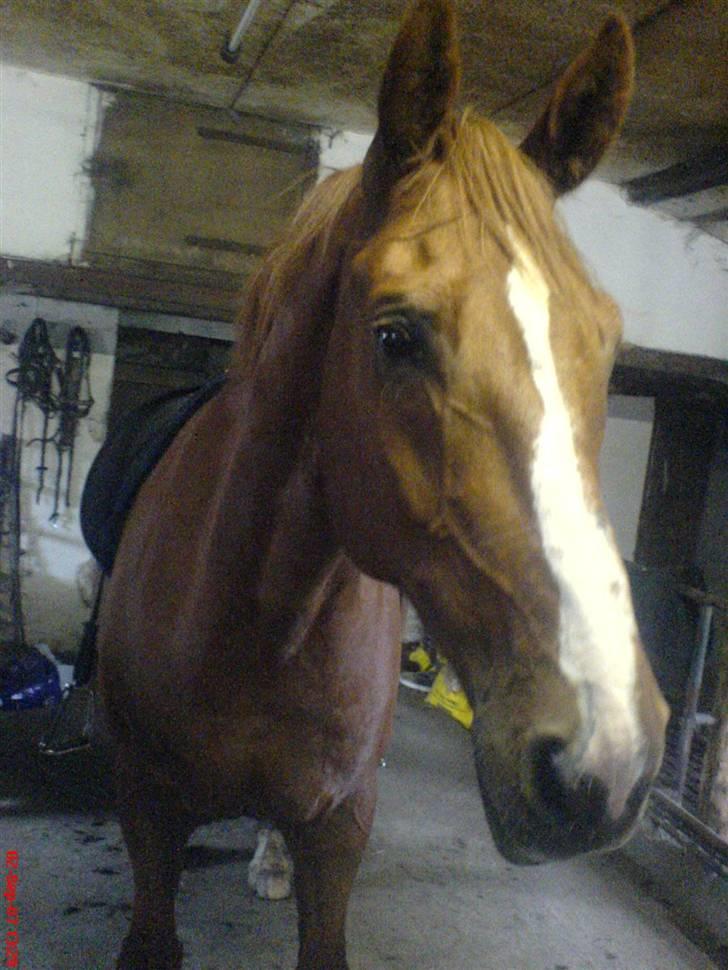 Hollandsk Varmblod OLEANDER - udf. frabedes! - Ole efter træning der hjemme. Oktober07. [Fotograf: Frida - mig] billede 16