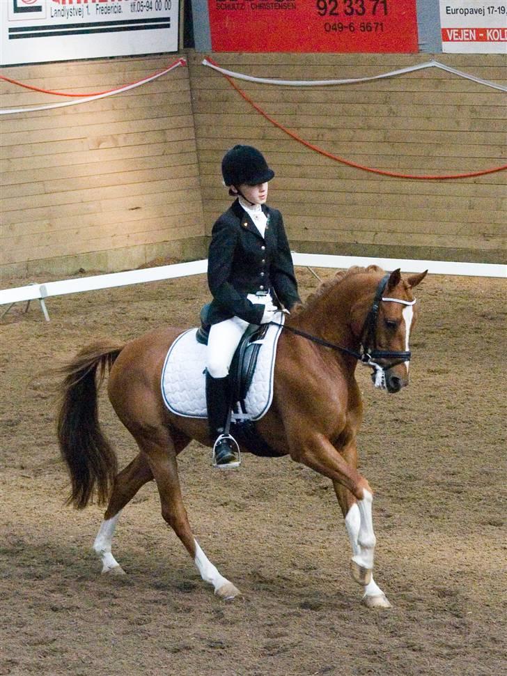 Tysk Sportspony Falkenhof's Milky Way - Min første PRM (: i Fredericia billede 15