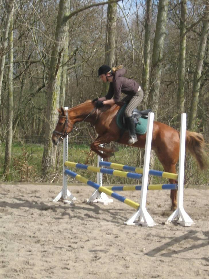 Fuldblod (XX) Giovanni - Spring.. billede 2