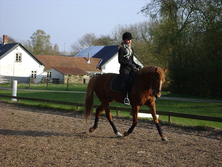 Fuldblod (XX) Giovanni - På banen. billede 3