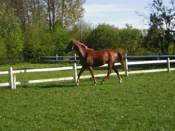 Fuldblod (XX) Giovanni - Har fået øje på en hest :D billede 4