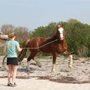 Welsh Cob (sec D) Storhaugs Sir Thomas