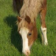 Welsh Cob (sec D) Storhaugs Sir Thomas