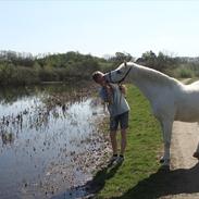 Welsh Pony (sec B) Kruchovs Dondey