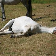 Welsh Pony (sec B) Kruchovs Dondey