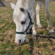Welsh Pony (sec B) Kruchovs Dondey