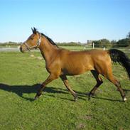 Arabisk fuldblod (OX) a/g's Perfect Boye"SOLGT"