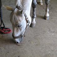 Anden særlig race Strøgårdens kiwi