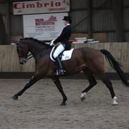 Dansk Varmblod Gørklintgårds Falkon