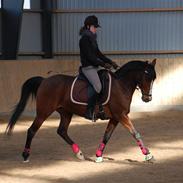 Hollandsk Sportspony Jacquelien