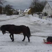 Anden særlig race Bobby