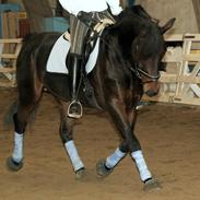 Anden særlig race Sylvester Fransé *Solgt*