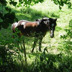 Anden særlig race Åge