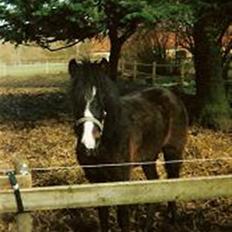 Anden særlig race Åge