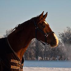 Dansk Varmblod Amigo