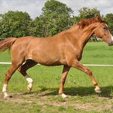 Dansk Varmblod Amigo