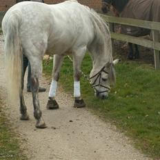 Connemara Cantali (SOLGT)