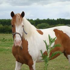 Pinto Lakota <3 R.I.P d.25.6.09